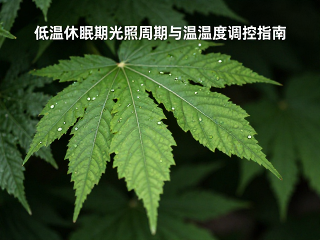 低温休眠期光照周期与温湿度调控指南
