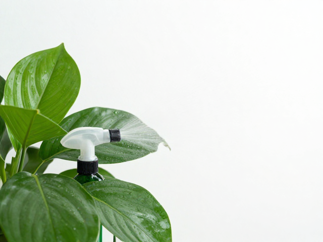 植物养护指南，温湿度与定期喷水如何提升室内空气质量