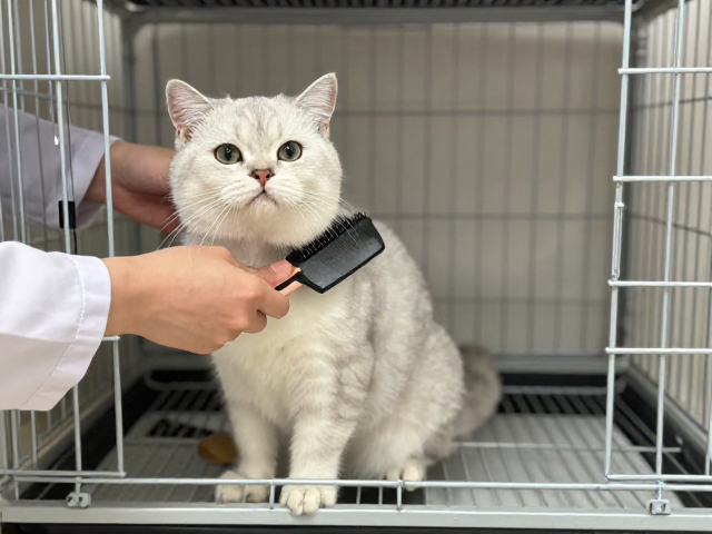 猫咪笼内适应训练,结合梳毛技巧与定期兽医体检,打造健康陪伴