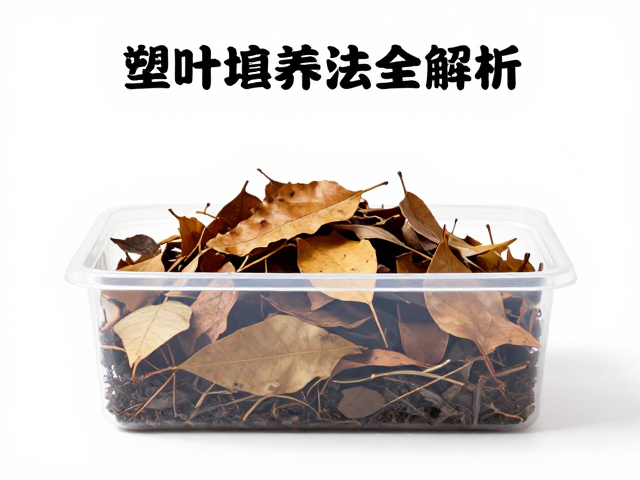 温湿度怎么控？塑料饲养盒落叶堆养法全解析