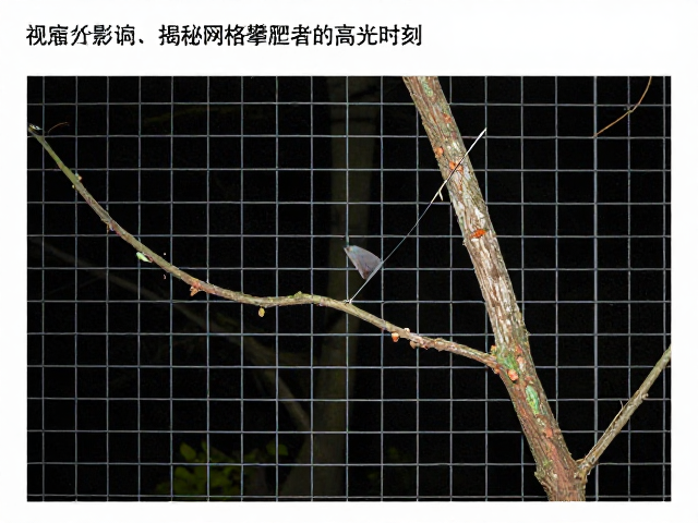温湿度影响夜间活跃？揭秘网格攀爬者的高光时刻