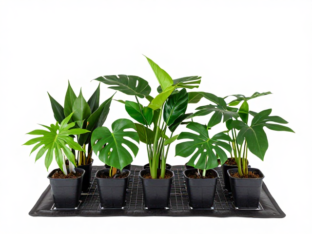 温湿度影响假植物生长？加热垫功率怎么选不伤叶？