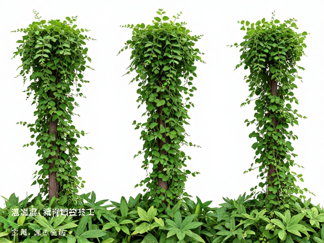 高空间利用率!藤蔓植物温湿度管理与造型技巧