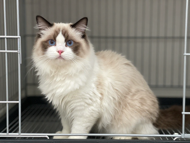 猫怀孕期营养与梳毛技巧,笼内适应训练指南