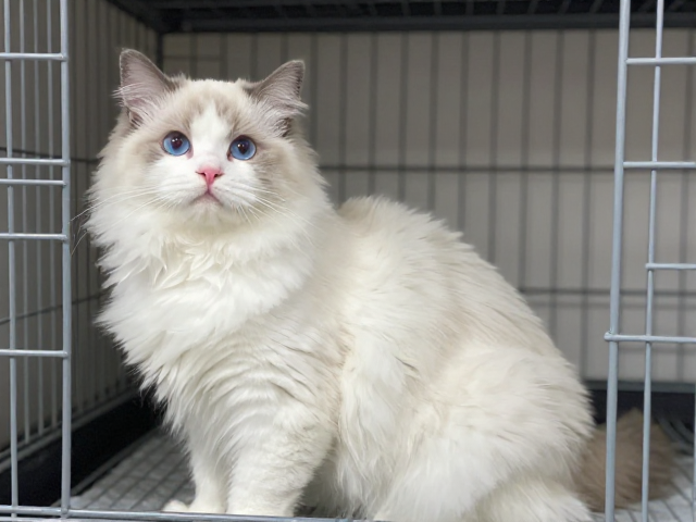 猫怀孕期营养与梳毛技巧,笼内适应训练指南