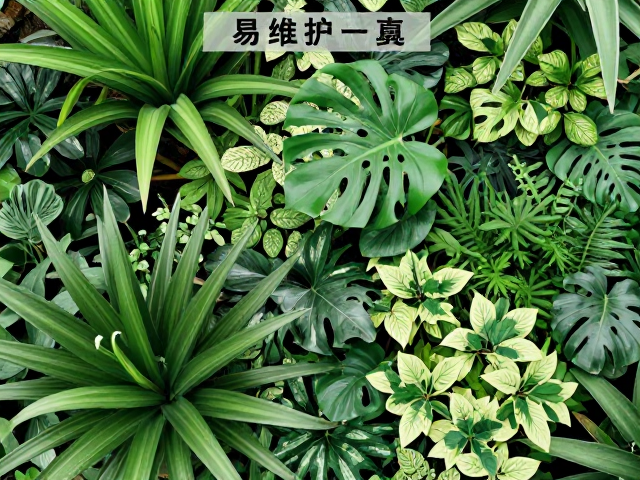 易维护造景搭配抗菌喷雾，恒温保湿让绿植四季常青
