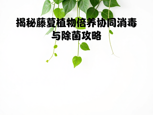温湿度如何影响清洁消毒？揭秘藤蔓植物养护与除菌攻略