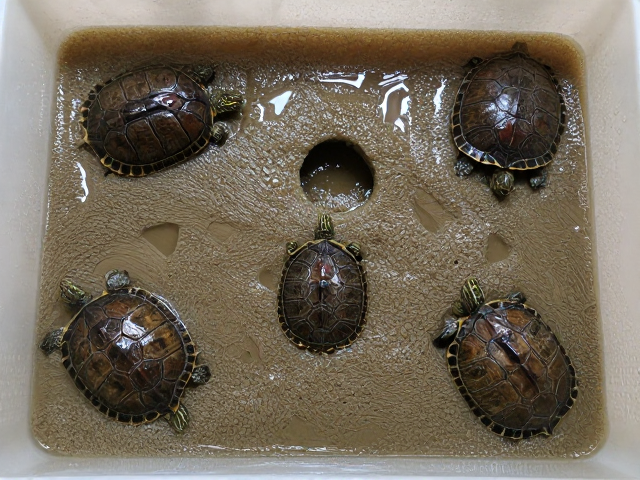 湿海绵养龟法，多隐蔽所分布打造恒温高湿舒适窝