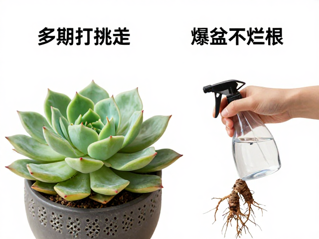 多肉打孔盖,定期喷水?揭秘温湿度调控秘籍,爆盆不烂根