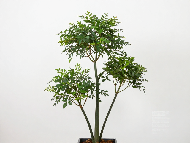 温湿度如何影响树枝植物装饰的保鲜与造型？专家指南