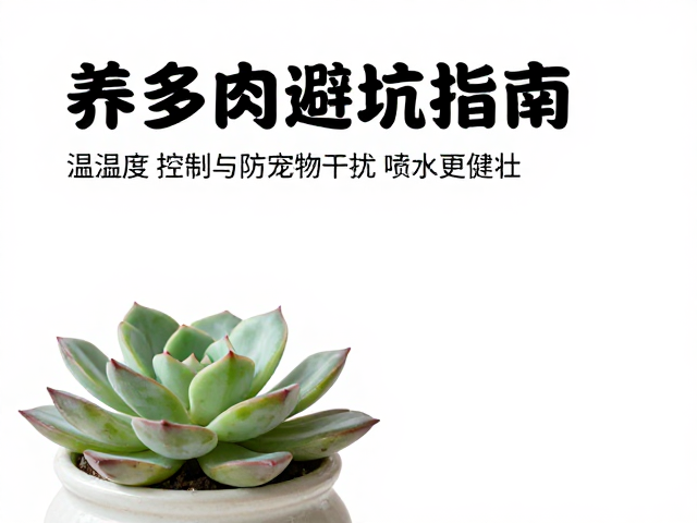 养多肉避坑指南，温湿度控制与防宠物干扰，定期喷水更健壮