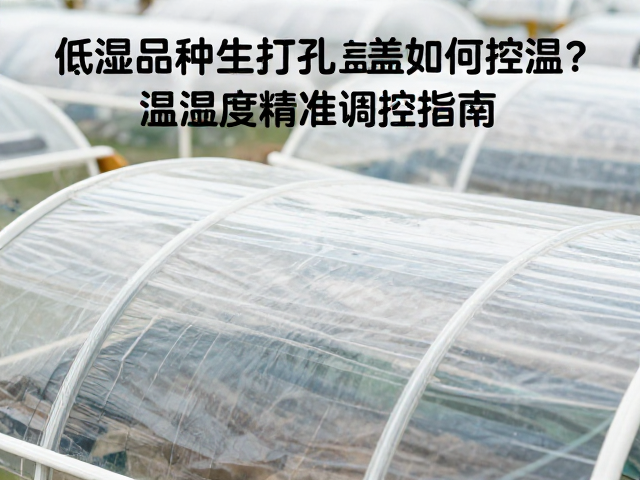 低湿品种温室打孔盖如何控温？温湿度精准调控指南