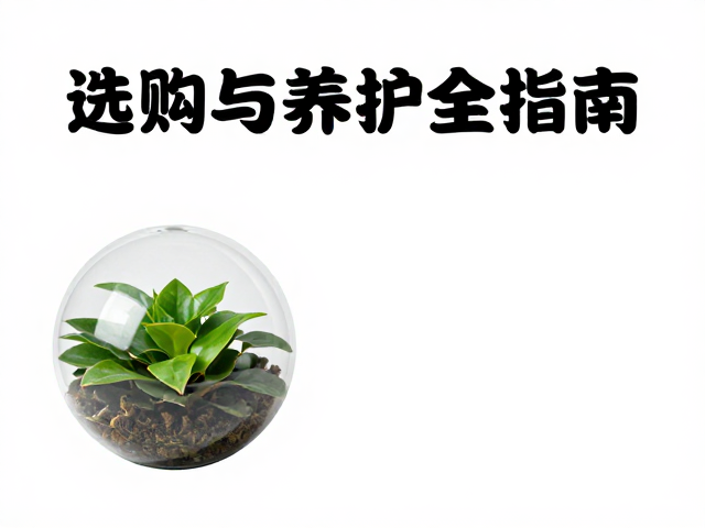温湿度对塑料半球与假植物老化影响，选购与养护全指南
