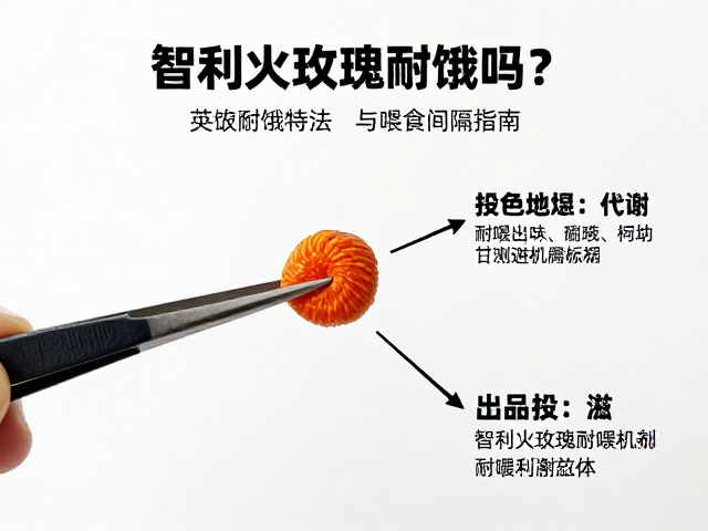 智利火玫瑰耐饿吗？镊子夹持投喂法详解与喂食间隔指南