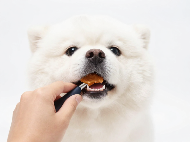 宠物梳毛技巧与零食限制，牙齿咬合观察指南