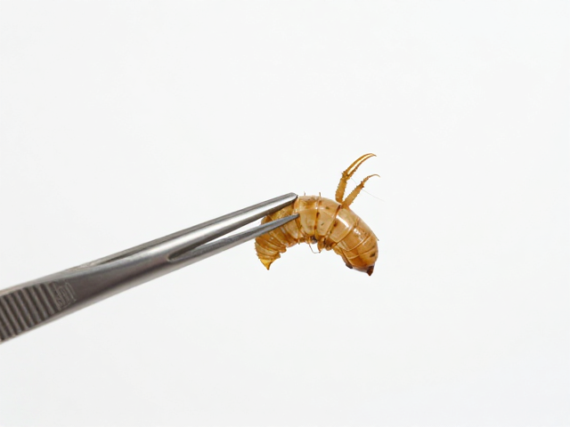 饲料蜕皮预征期的镊子夹持技巧，提升养殖效率与成活率