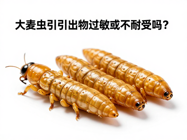 大麦虫会引起食物过敏或不耐受吗？科学解析饲料风险
