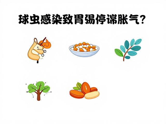 球虫感染致胃肠停滞胀气?营养补充剂调理指南