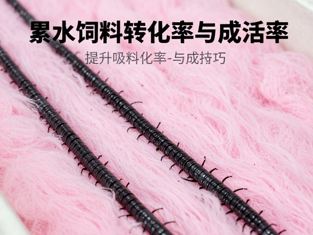 黑粉虫养殖吸水棉保湿技巧，提升饲料转化率与成活率