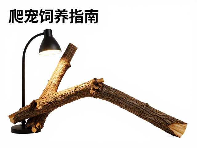 爬宠饲养指南,温湿度、加热灯与树枝的摆放技巧
