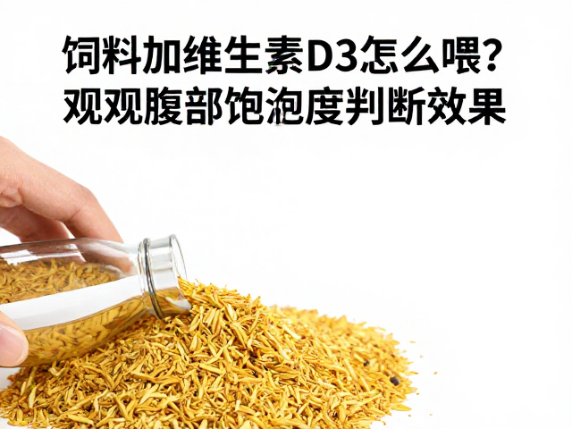 饲料加维生素D3怎么喂？观察腹部饱满度判断效果