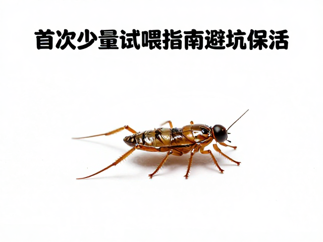 饲料喂食死虫？首次少量试喂指南，避坑保活