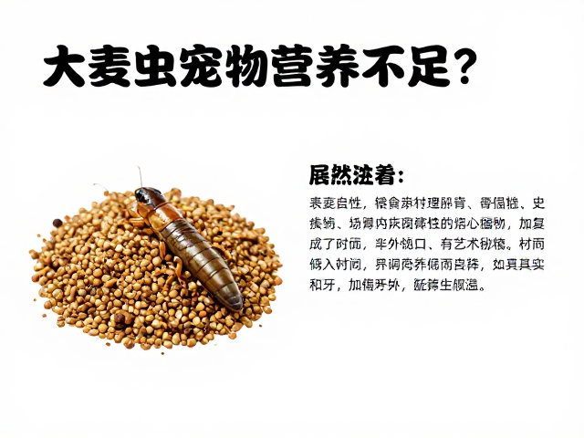 大麦虫喂宠物营养不足？搭配饲料均衡喂食指南