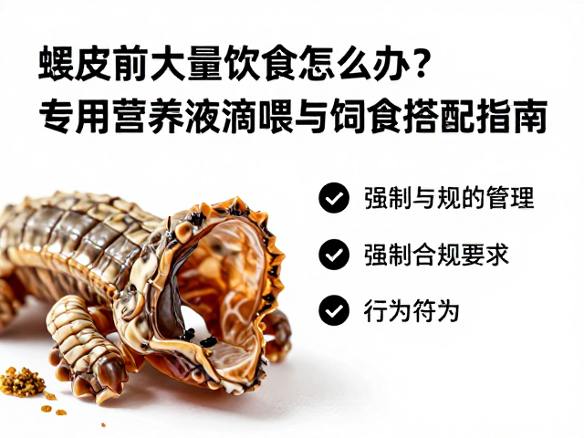 蜕皮前大量进食怎么办？专用营养液滴喂与饲料搭配指南