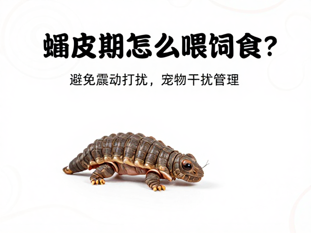 蜕皮期怎么喂饲料？避免震动打扰，助宠物顺利蜕皮