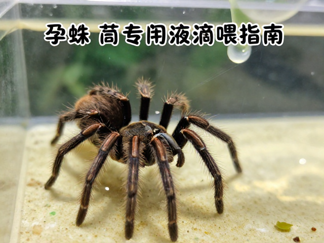 宠物蛛养殖，孕蛛增加投喂与专用营养液滴喂指南