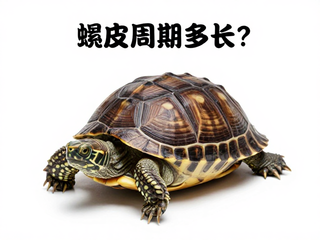 龟蜕皮周期多长？记录蜕皮时间，甲壳软化，新手必看的养护指南