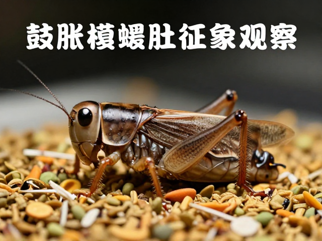 蟋蟀鼓肚征象观察，饲料投喂不当引发腹胀的急救指南