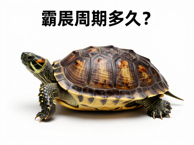 乌龟蜕皮周期多久？静养避光少动，助其快速恢复健康