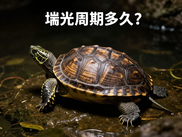乌龟蜕皮周期多久？静养避光少动，助其快速恢复健康