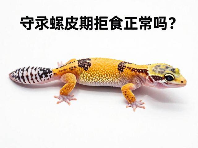 守宫蜕皮期拒食正常吗?如何确保蜕皮顺利无粘连?