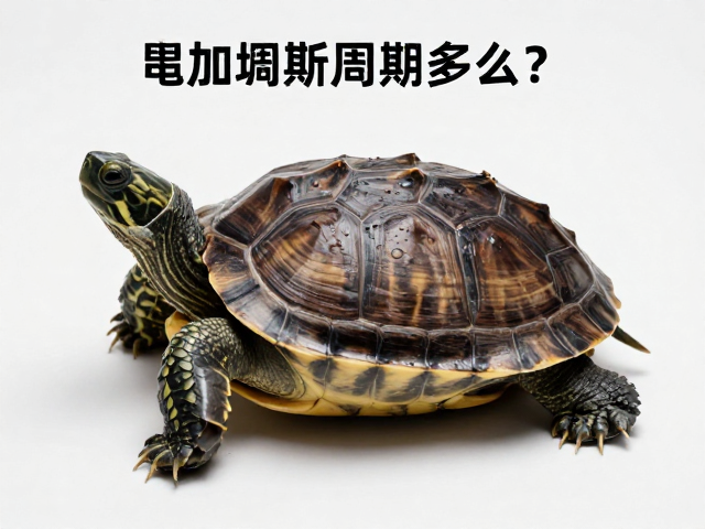 乌龟蜕皮周期多久？静养避光少动，助其快速恢复健康