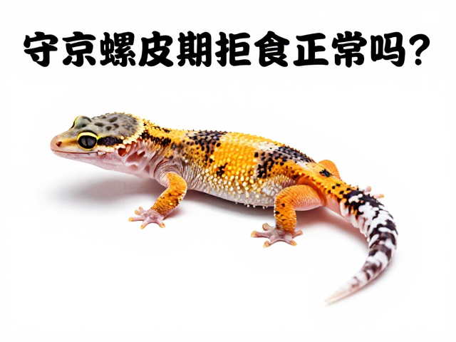 守宫蜕皮期拒食正常吗?如何确保蜕皮顺利无粘连?