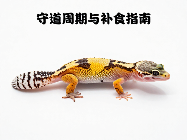 守宫蜕皮周期与补食指南，避强光助顺利蜕皮