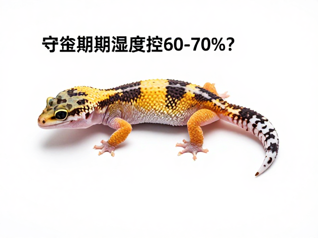 守宫蜕皮期湿度控60-70%？活动减少是预兆