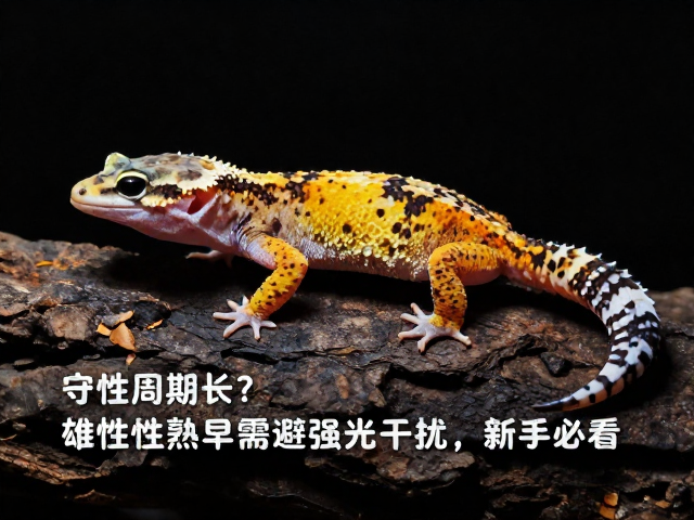守宫蜕皮周期长？雄性性成熟早需避强光干扰，新手必看