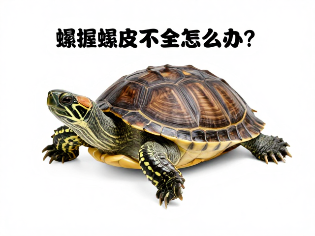 乌龟蜕皮不全怎么办?掌握蜕皮周期,防止肢体损伤的养护指南
