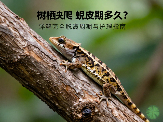 树栖爬宠蜕皮期多久？详解完全脱离周期与护理指南