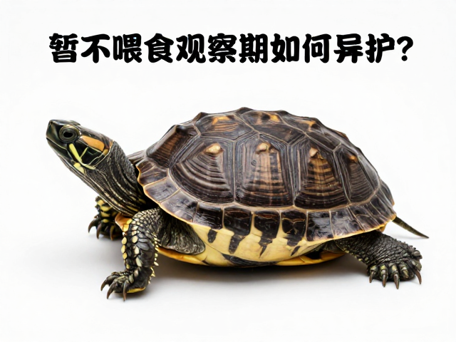 龟蜕皮期体色变暗？暂不喂食观察期如何护理？