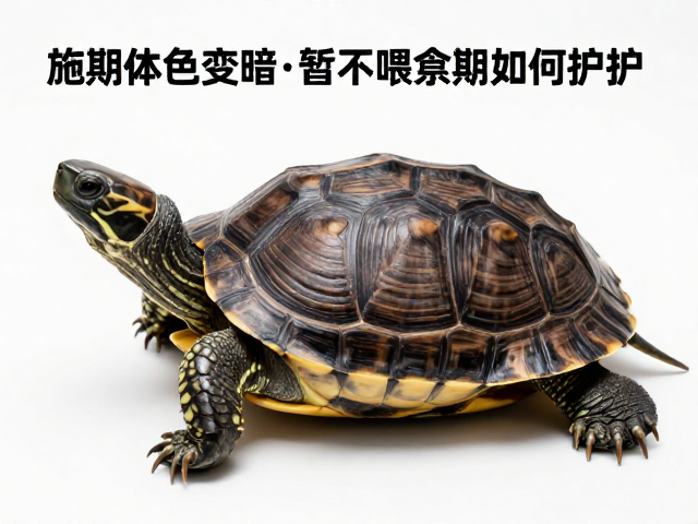 龟蜕皮期体色变暗？暂不喂食观察期如何护理？