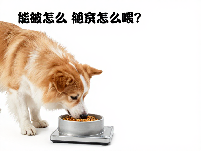 饲料怎么喂？监测体重变化，避免过度喂食导致宠物肥胖