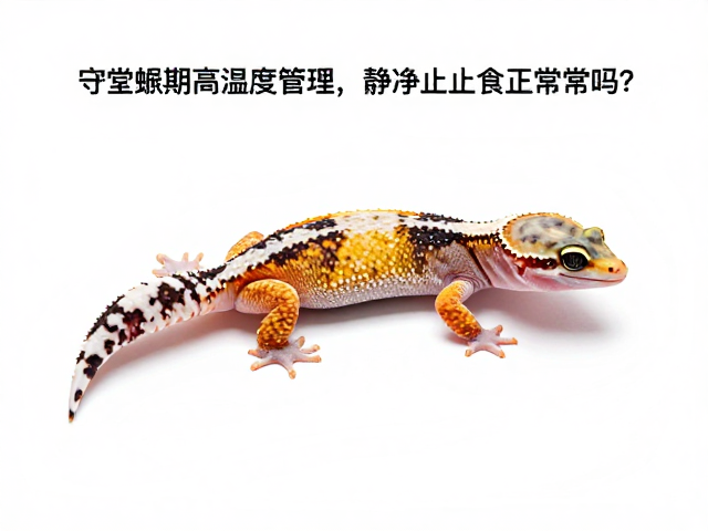守宫蜕皮期高湿度管理，静止止食正常吗？避坑指南