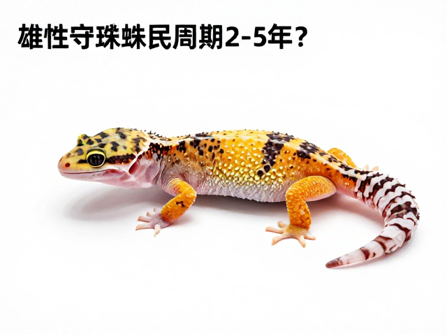 雄性守宫蜕皮周期2-5年？来源可靠的科学养护指南