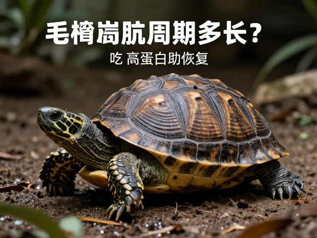乌龟蜕皮周期多长？吃高蛋白食物，找隐蔽处助恢复