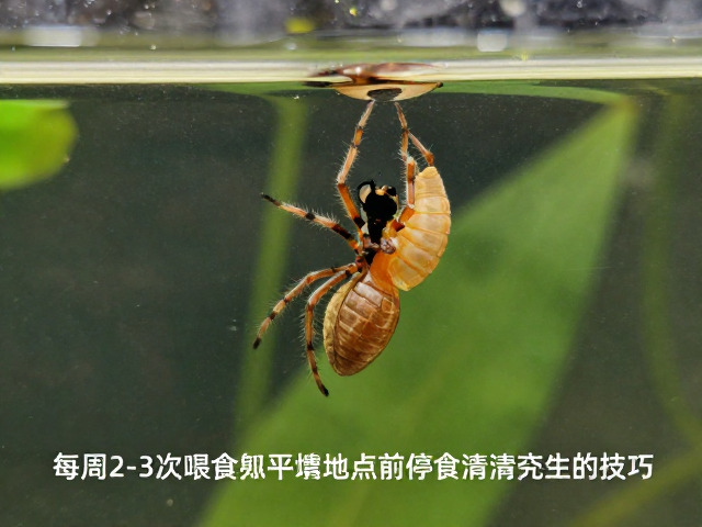 成蛛每周2-3次喂食，蜕皮前停食清空肠道技巧