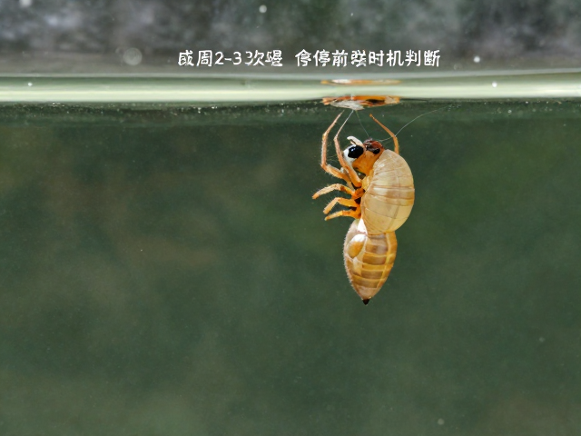 成蛛每周2-3次喂食，蜕皮前停食清空肠道技巧